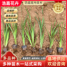 马莲花种子庭院绿化用 花坛花苗 马蔺苗花苗 马兰杯苗花苗小苗