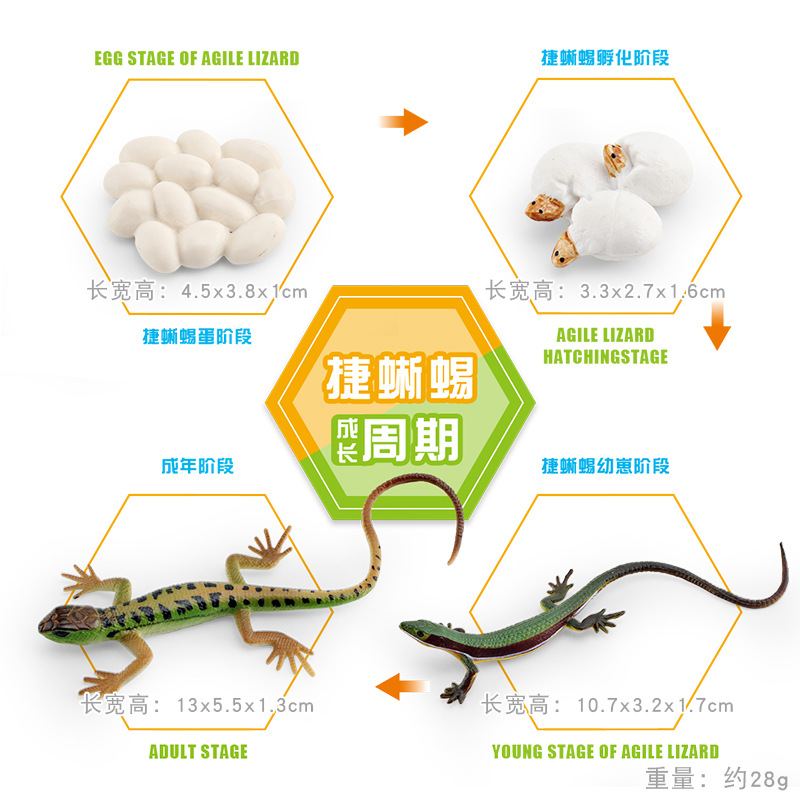 Modelo animal de simulación al por mayor de pollo pato ganso mariposa tortuga Rana ciclo de crecimiento Montessori material didáctico adornos hechos a mano