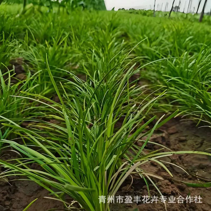Крытковые растения для двора, Ophiopogon japonicus, трава Yulong, вечнозеленые растения, ландшафтный дизайн, цветы в горшках на балконе.