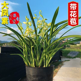 盆栽;兰科植物;竹类植物