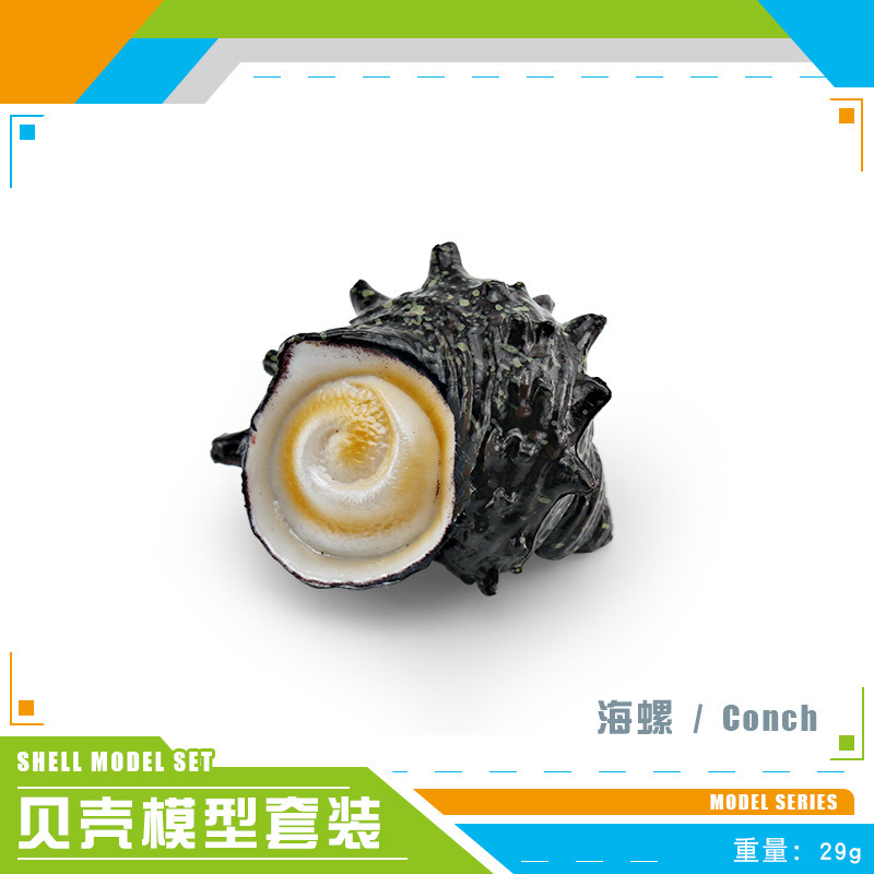 PL127 - 3571 Conch 29g