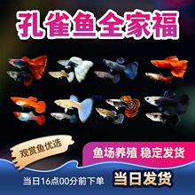 ^p~ȸ~tȫt{Pβ~Ꭷ~С~