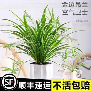 ��߅���m�����҃�ֲ���ļ�����Gֲ�����՚���˴������ܺ��B�׻�