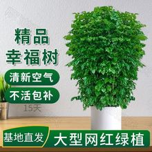 ҸkҺBļֲ辰ȩ՚Gֲ