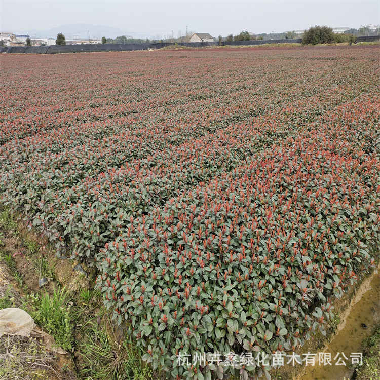 基地大量批发红叶石楠四季常青园林工程火焰红品种齐全规格齐