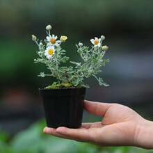 �ձ���ߡҰ·�ո�ɽ�ž�����ɽҰ�ݻ����辰�ջ�����B�Gֲ�k����