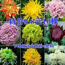 ջ9.8Ԫ10ļ_ʳþջ̨҃ͥԺ^̫