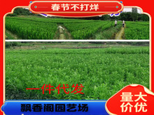 �޽ӳ�����t��Ѫ���Ә������Ե��Թ��������Ѫ���Ә���Y������