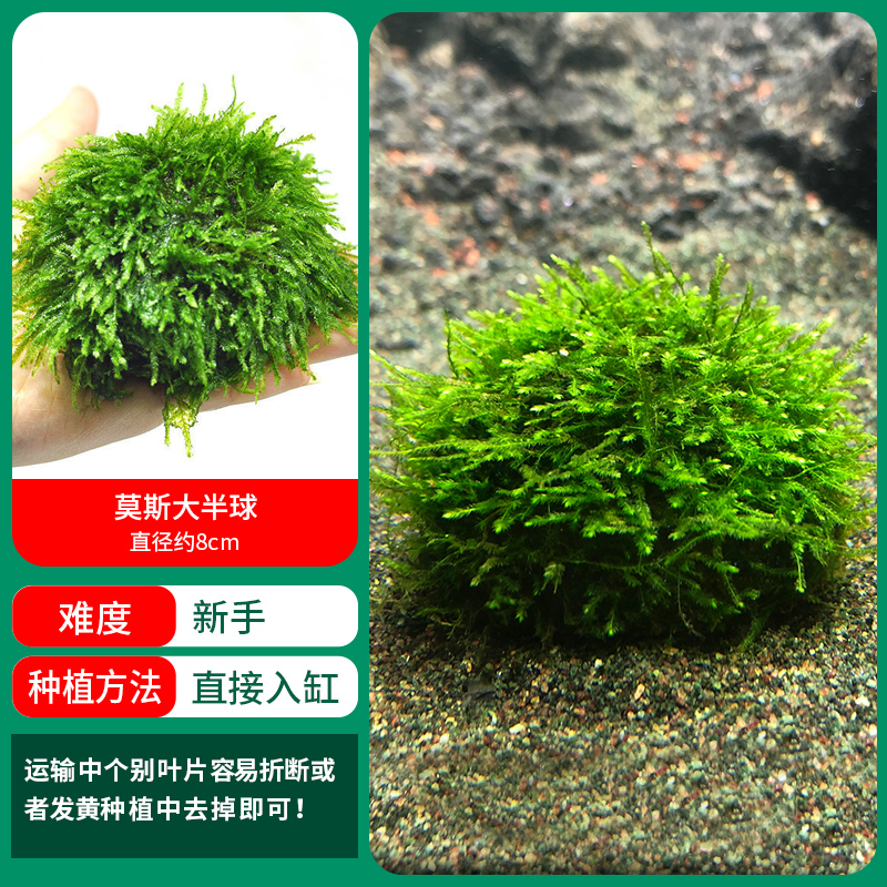 모스 반구 [얼리 어답터 가격]❤특별한 제안]