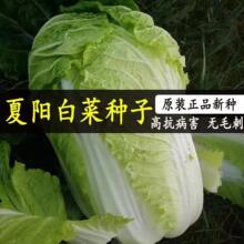 ���50��ײ˷N�� �ļ��͟���İײ˷N���ľG�ļ��߲˰ײ˷N��