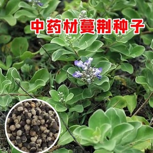 ���G�N�����G�ӷN�����G���G���f�G����ș�ķN������ă��߳�ѿ��