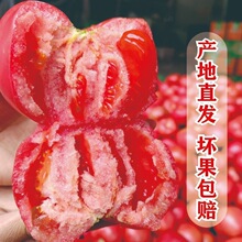 现摘吃水果沙瓤整箱西红柿新鲜冬瓜露天生当季四川攀枝花自然四月