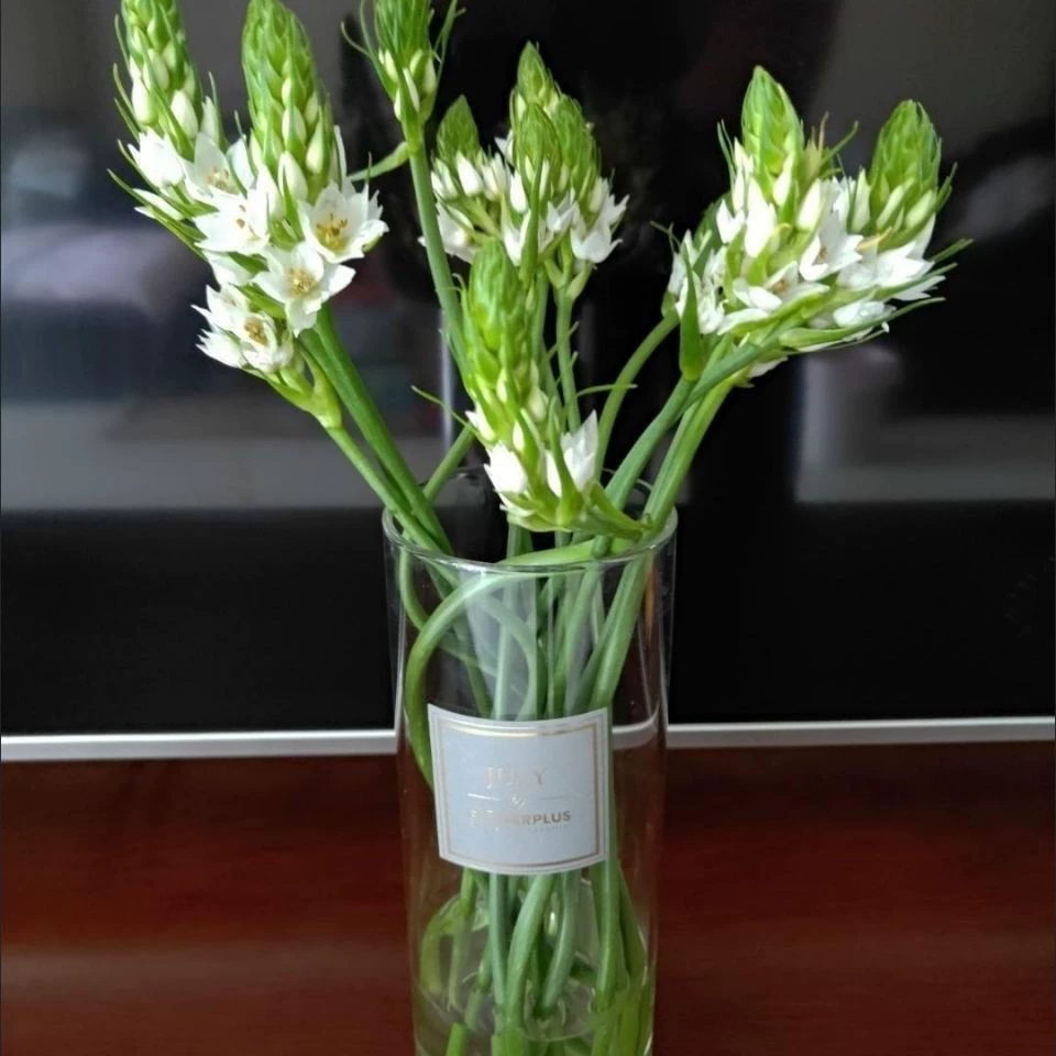 Бархатная Вифлеемская звезда посадка шар тигровый глаз вечнозеленый Воробей Слива святое сердце Лилия в горшке рассада луковичные цветы