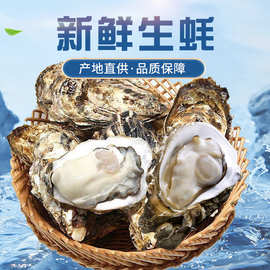 批发生蚝海鲜大个海蛎子带壳牡蛎肉新鲜水产非一整箱批发