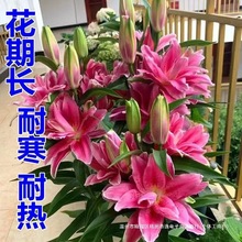 多头香水百合花百合种球带芽 四季盆栽室内室外庭院耐寒绿植花卉