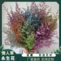 手工定制永生花干花情人草