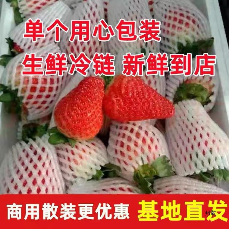 Yunnan Fresh Four-Season Large Strawberries Commercial Bulk 10 Jin Direct from Farm In-Stock for Bubble Tea Baking Grass Jelly