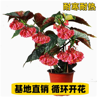 �񹝺��Ļ������Դ��~���c�׻��ļ��̨�^�~�ﺣ��ľ���Gֲ����B