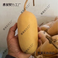 �ֹ����L���YƷ���Ӯ��������̓r̫��Ұ���̺��J�F�д����m�϶���