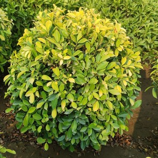 ����&nbsp; ��v�Gֲ �S�~���� ɫ�K����