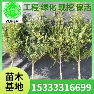 Single-Stem Boxwood Garden Villa Ornamental Tree Landscape Tree Landscaping Seedling Small-Leaf Boxwood Seedling Material
