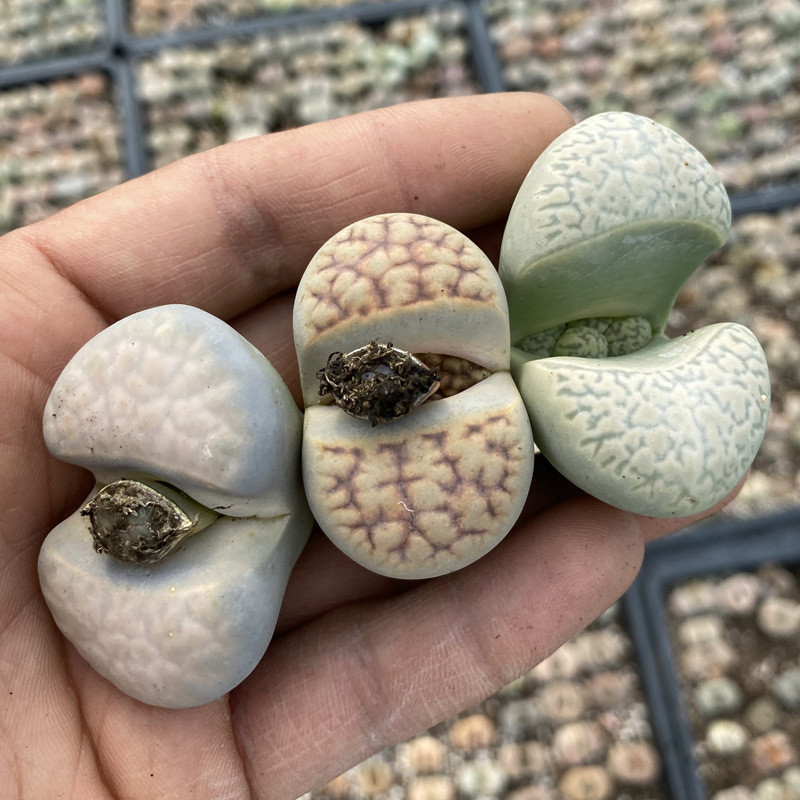 彩色生石花1 (10).JPG