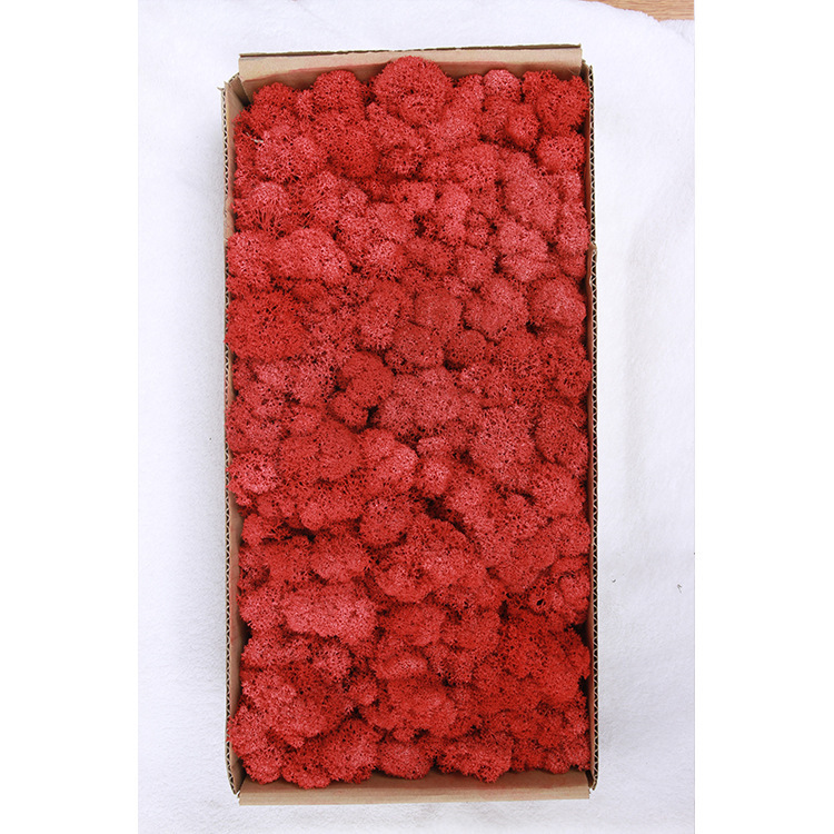 Musgo eterno ciervo musgo planta pared paisaje musgo ventana interior decoración micro paisaje eterna flor musgo