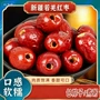 代发厚实无核日常红枣
