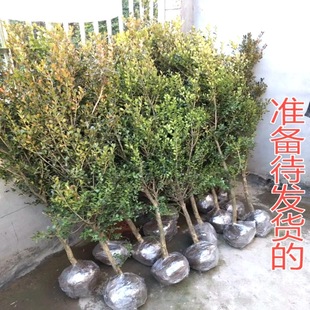 Single-Stem Boxwood Sapling, Melon Seed Boxwood, Villa Courtyard Cold-Resistant Potted Plant, Evergreen All-Season Ornamental Tree Bonsai, Old Tree Stump
