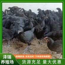 散养绿壳黑蛋鸡五黑一绿鸡苗五黑蛋鸡 小鸡苗养殖出售活体五黑鸡