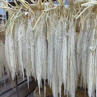 永生花永生吊米干花柔丽丝婚礼装饰情人泪悬挂花材工厂批发吊米