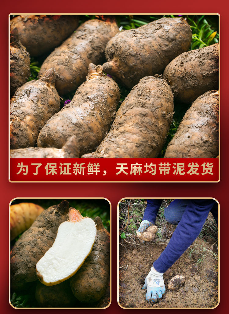 Fresh Wild-Simulated Black Gastrodia Tian Ma 500g Gift Box Yunnan Zhaotong Xiaocaoba Newly Harvested key features