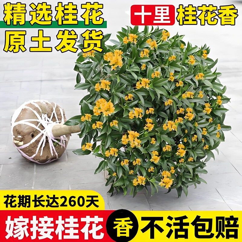 Outdoor Fragrant Osmanthus Saplings Potted Plants Bloom in the Same Year, Golden Osmanthus, Osmanthus, Agarwood Osmanthus, Courtyard Planting, Large Quantity Discount