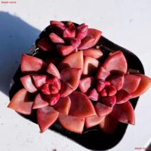 ������ض���ֲ�����l�ʺ���[������ֲ��M�� ����ֲ�� �Gֲ����
