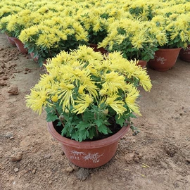 宿根花卉;盆栽;一二年生花卉