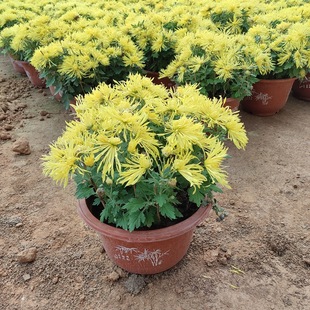 Shandong Qingzhou City Chrysanthemum Base Wholesale September Chrysanthemum Potted Large Chrysanthemum Seedlings Flower Supply National Day Rental and Greening
