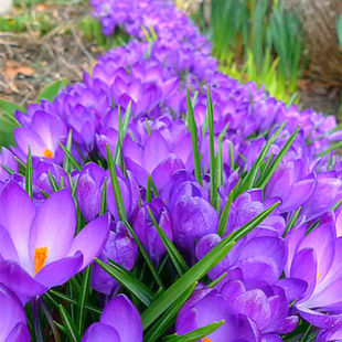 Saffron Bulb Seed Seedling Bulb Potted Crocus Green Plant Cold-Resistant Flower Flower