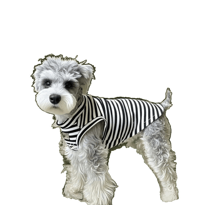 Verano delgado chaleco de rayas de mascotas Schnauzer Teddy Bear Boomerang VIP perros pequeños ropa de perro