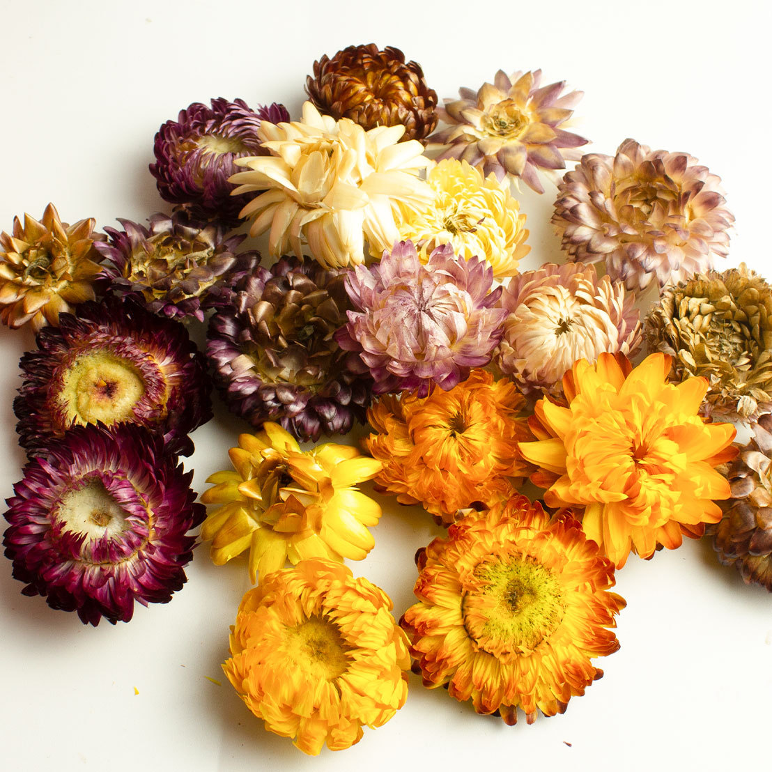Seven-Color Chrysanthemum Tea 250g Dried Qicai Ju Flowers Loose Herbal Infusion for After-Meal Drinking in use