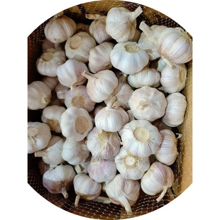 ��ɽ�|�¼����^���ڼӹ�����Ƥ�t����⼃���s�����^���r����