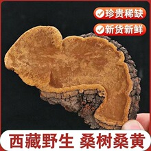 桑黄西藏源头货源散装桑树桑臣孔菌金边可切片泡水代发加工定制