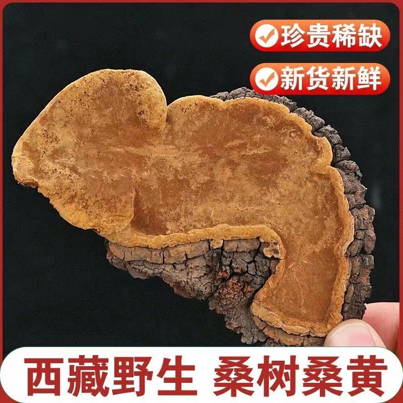 桑黄西藏源头货源散装桑树桑臣孔菌金边可切片泡水代发加工定制