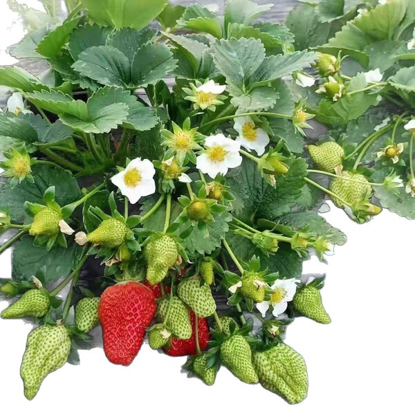 cream strawberry all-season