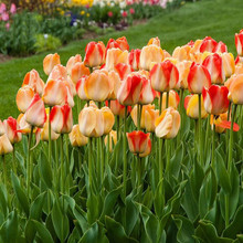 ������N��ˮ�������҃Ȼ��ܾGֲ��������ֲ�ﻨ��������N��N��