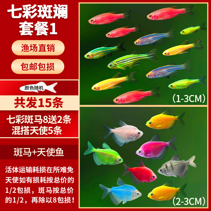 Lamko Fishは稚魚の飼育に適しており、生き残りやすい、淡水観賞魚、小さな孔雀、ゼブラフィッシュ、大型熱帯魚です。|undefined