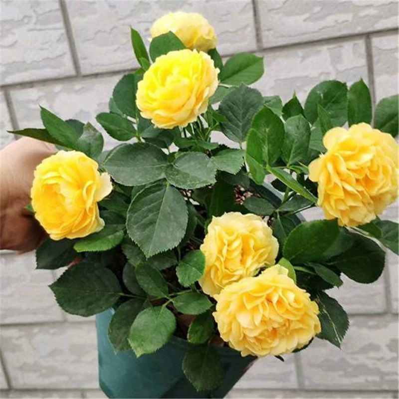 Розовые саженцы Канарские цветы могут быть посажены в горшках. Розы цветут.