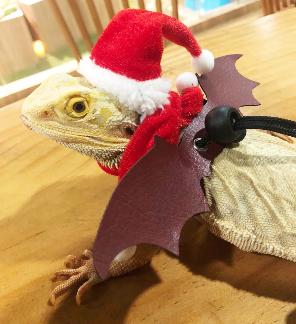 lizard Xmas8