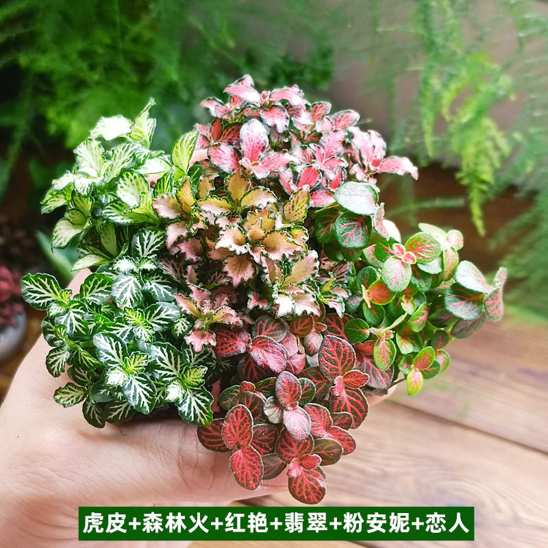 네이비 블루 6종의 메쉬 잔디 각 1그룹