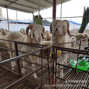 ����������Сβ����������һֻ �^̥����ĸ��Сβ����N��