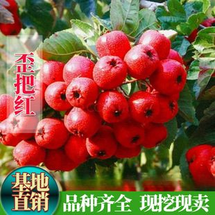 �tɽ���޽�ɽ�����Ѽt��ɽ高��箔��Y���Ϸ������Nֲ������